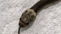 En esta foto provista por la organización de rescate Wildlife Information, Rescue and Education Service (WIRES) se ve una serpiente venenosa, en Sydney, el 15 de abril de 2021. la serpiente apareció en una bolsa de lechuga en un supermercado. En esta foto provista por la organización de rescate Wildlife Information, Rescue and Education Service (WIRES) se ve una serpiente venenosa, en Sydney, el 15 de abril de 2021. la serpiente apareció en una bolsa de lechuga en un supermercado.