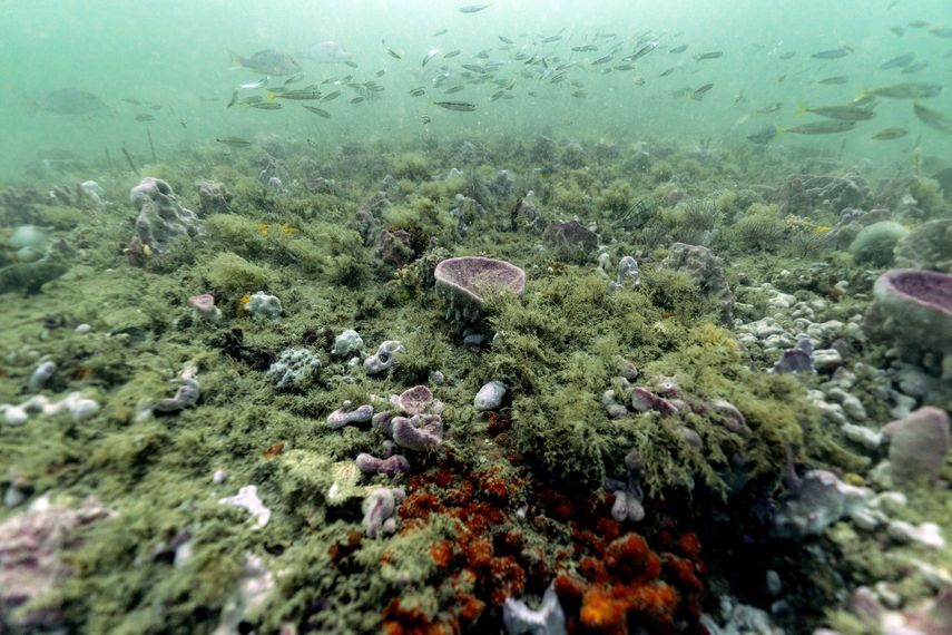 Peces nadando sobre el arrecife en el Santuario Marino Nacional Grays Reef, el lunes 28 de octubre de 2019, cerca de la costa de Savannah, Georgia, Estados Unidos.&nbsp;