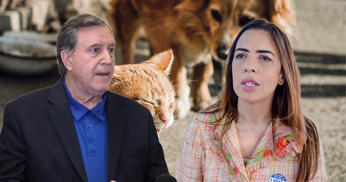 Controversia en Miami-Dade por ordenanza que prohibiría alimentar animales callejeros