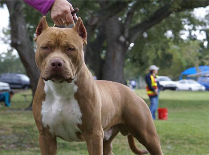 pitbull y su familia