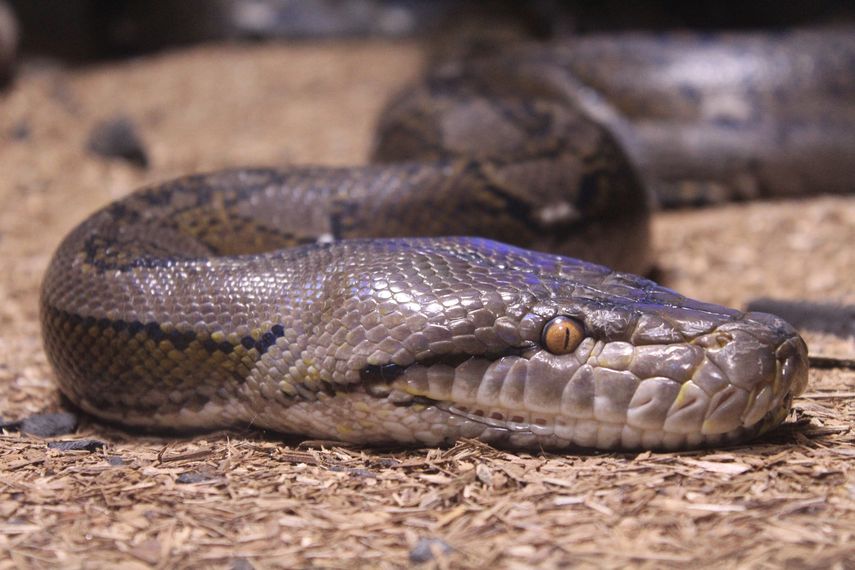 Las pitones, al igual que sus parientes cercanas las boas, son serpientes constrictoras, y por definición, no&nbsp;venenosas.
