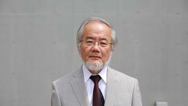 Humilde y cercano, según sus colegas, Ohsumi procede de un entorno académico, trabajó mucho para llegar a la élite de la investigación y no dirigió su propio laboratorio hasta los 43 años