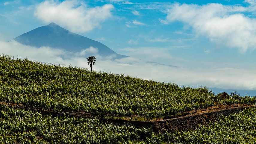 Viñero cerca del volcán Teide, Tenerife, España.