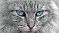 Un hermoso gato color gris de ojos azules. Imagen referencial. Un hermoso gato color gris de ojos azules. Imagen referencial.