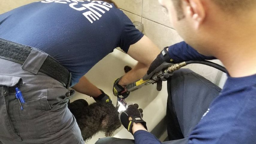 Las autoridades liberaron al perro que se encontraba atascado en el desagüe.&nbsp;