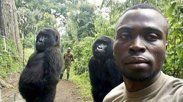 Mathieu Shamavu, un cuidador de gorilas posa para una foto con los gorilas Ndakasi, izquierda, y Ndeze, en el Parque Nacional Virunga, en el Congo, el 18 de abril de 2019. La gorila Ndakasi murió el 26 de septiembre de 2021.&nbsp;