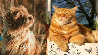 Diario las Américas | mascotas verano calor unsplash collage by gd