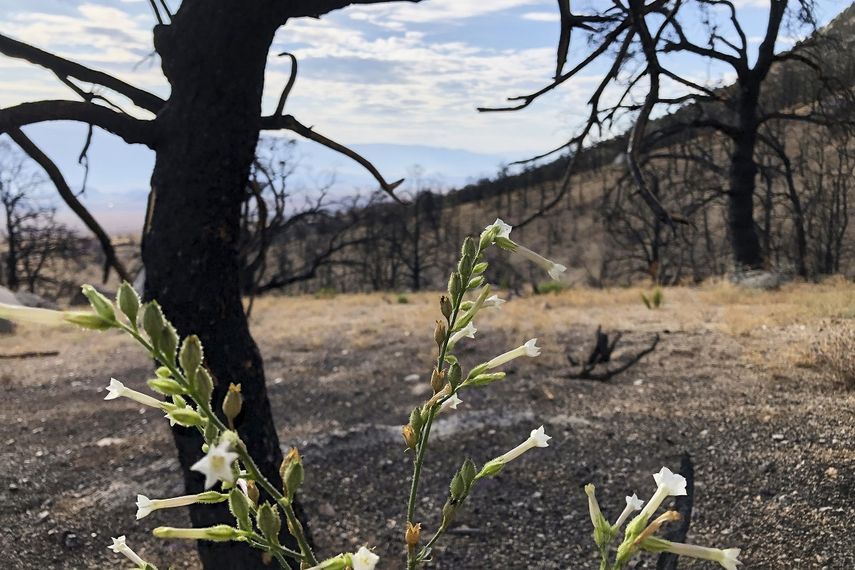 Un año después de que un incendio avivado por el viento calcinara las montañas sobre Lone Pine, California, se pueden ver destellos de nueva vegetación en un rincón quemado del Bosque Nacional Inyo el miércoles 27 de julio de 2022. Las pequeñas y frágiles flores que brotan en el sombrío paisaje recordaban que el fuego forma parte del ecosistema en California, incluida la zona oriental de Sierra Nevada donde se produjo ese incendio.&nbsp;
