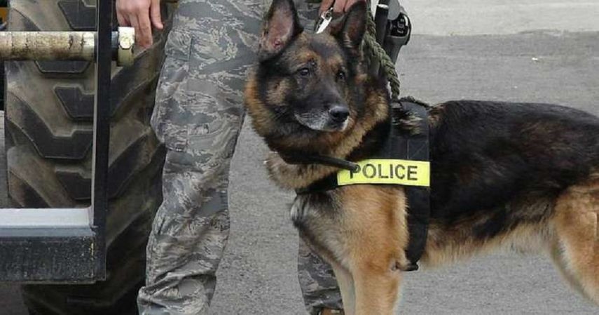 Al parecer el canino murió por un golpe de calor. Las autoridades investigan el suceso.&nbsp;