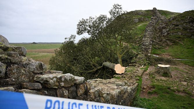 El árbol talado de Sycamore Gap se muestra detrás de un cordón policial, a lo largo del Muro de Adriano, cerca de Hexham, en el norte de Inglaterra, el 28 de septiembre de 2023.
