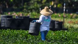 Miles de trabajadores agrícolas radican en el sur de Florida.