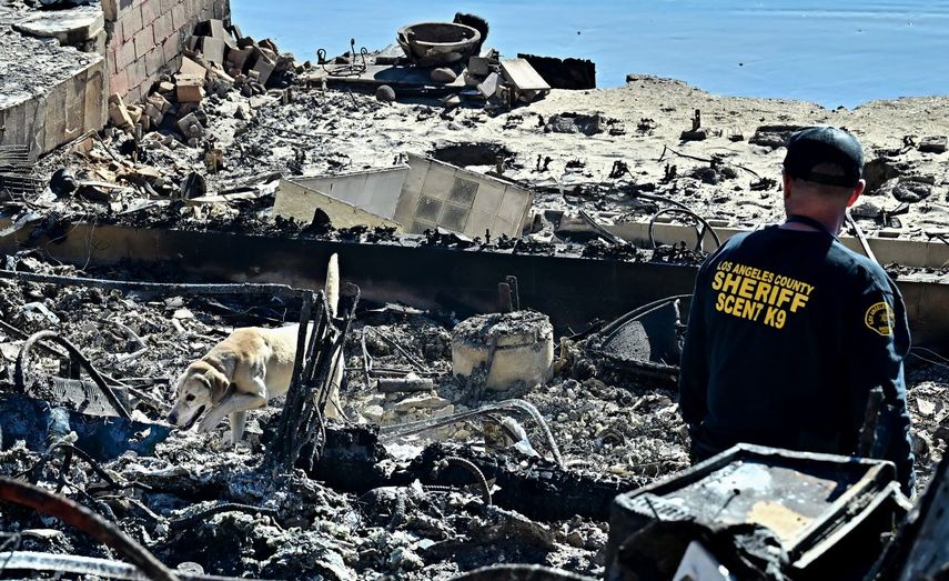 Un perro rastreador de cadáveres, del alguacil del condado de Los Ángeles, husmea entre los escombros de las propiedades destruidas por el incendio Palisades a lo largo de la autopista de la costa del Pacífico en Malibú, California, el 12 de enero de 2025.