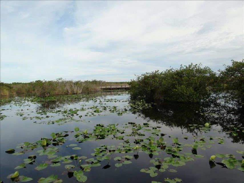El rápido deterioro del humedal contribuyen, entre otros factores dañinos, el nivel de salinización de los acuíferos, como consecuencia del aumento del nivel del mar.