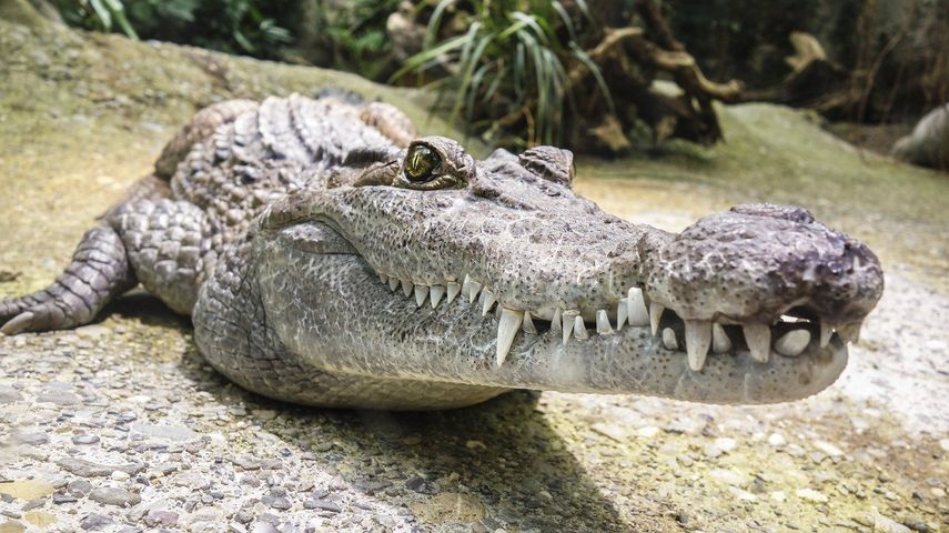 Se sumergen en un cenote mexicano para nadar entre cocodrilos