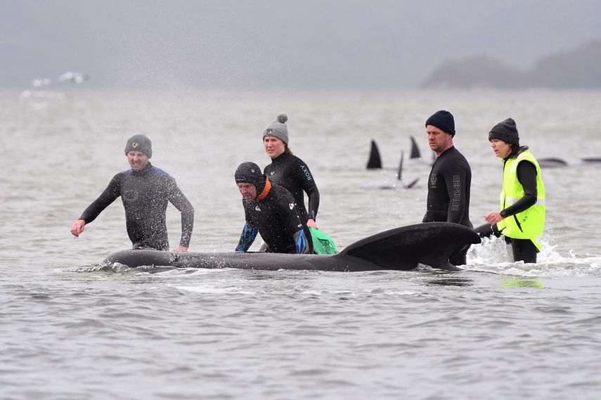 En esta imagen del 22 de septiembre de 2020, miembros de un equipo de rescate ayudan a una ballena varada cerca de Strahan, Australia.&nbsp;