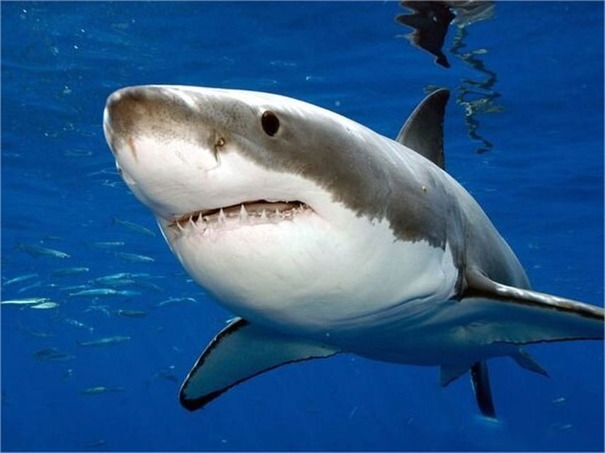 (Foto: @Shark_Katharine)