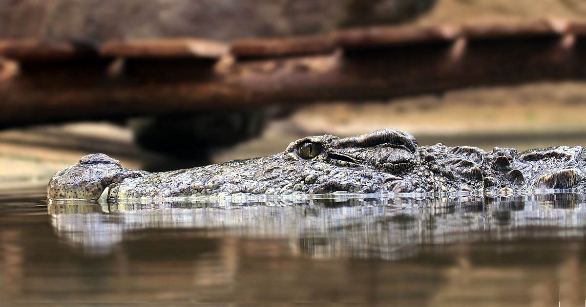 Caimán ataca y mata a mujer en lago cerca de Fort Pierce