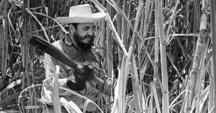 Fidel Castro en un campo de caña de azúcar en Cuba.&nbsp; &nbsp;