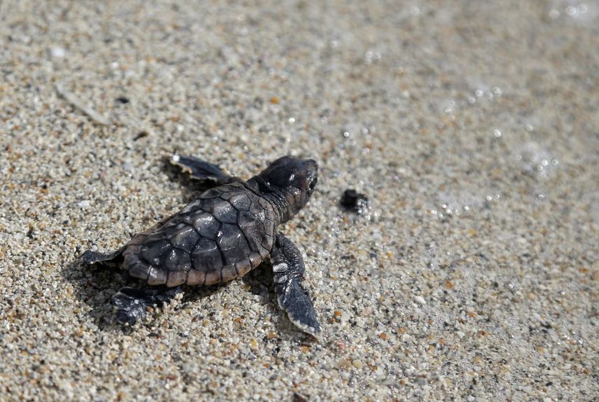 Una tortuga marina se encamina al mar en la playa Haulover, en Miami.