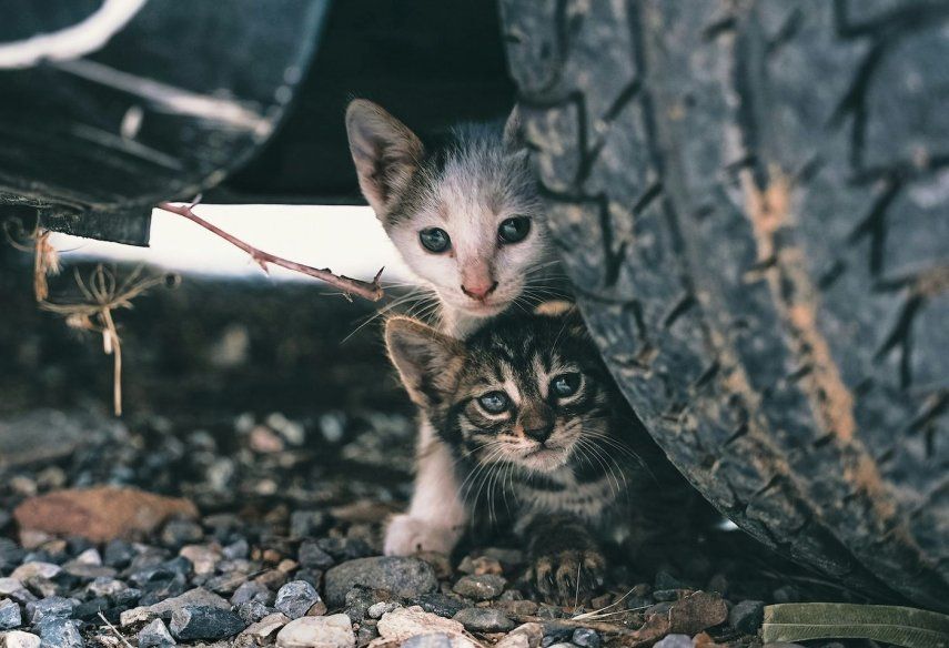 Gatos que viven en las calles.&nbsp;