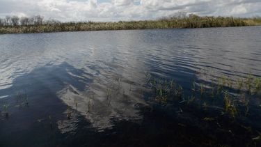 Fotografía de la Reserva Nacional de Vida Salvaje de Loxahatchee, una de las joyas del ecosistema de los Everglades en Florida. 
