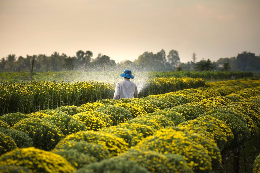 Un trabajador del campo realiza riego a plantas.