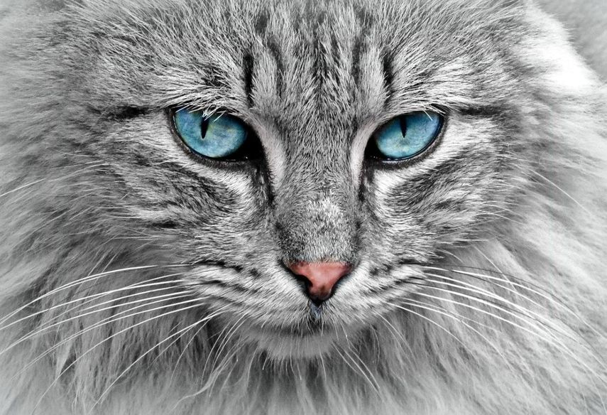 Un hermoso gato color gris de ojos azules. Imagen referencial.