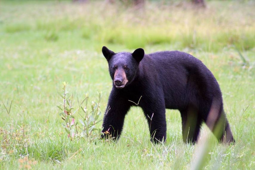 La medida pretende estabilizar la población de osos, que ha crecido desde 300 ejemplares en 1974 hasta los 3.100. (ARCHIVO) 