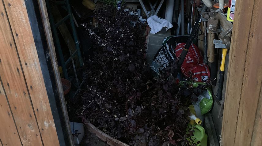 Plantas tropicales, protegidas del frío en un lugar más cálido.