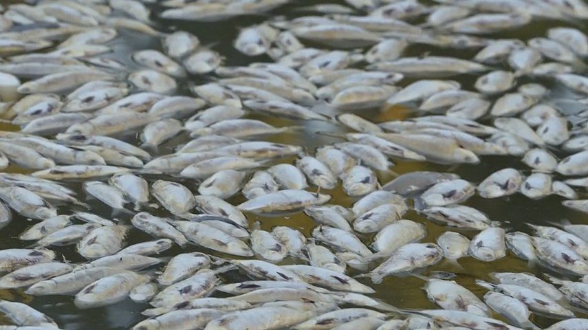 En esta imagen extraída de un video, peces muertos flotando en la superficie del Río Darling-Baaka cerca de la localidad de Menindee, en el estado de Nueva Gales del Sur, Australia, el sábado 18 de marzo de 2023. Millones de peces aparecieron muertos en el sureste de Australia en lo que las autoridades y los científicos atribuyeron a las inundaciones y el clima cálido.&nbsp;