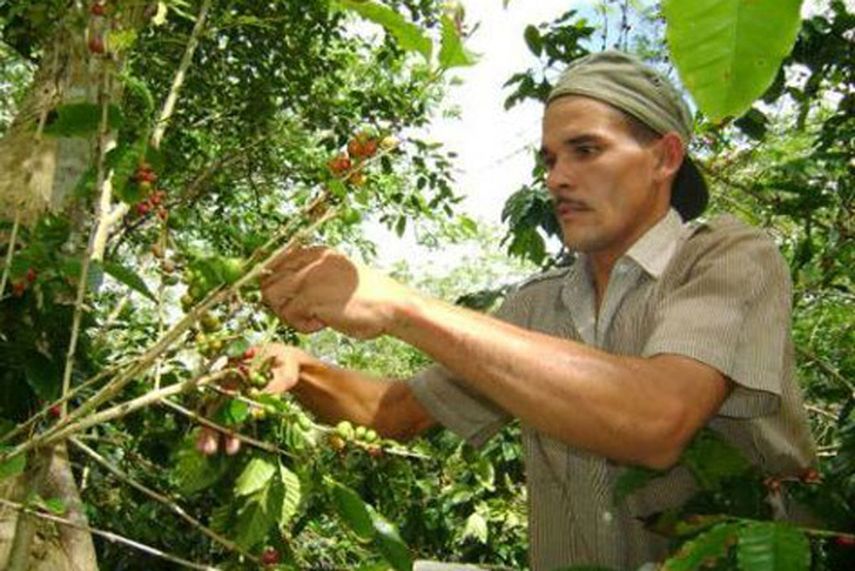 En Cuba cada vez llueve menos café