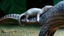 Los pangolines también son una especie que ha sido particularmente diezmada en 2017 por los contrabandistas, a pesar de que su comercio internacional está totalmente prohibido desde el pasado enero.