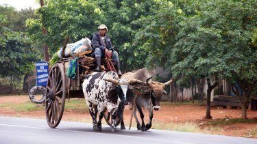 Campesino traslada madera y alimentos, Paraguay.