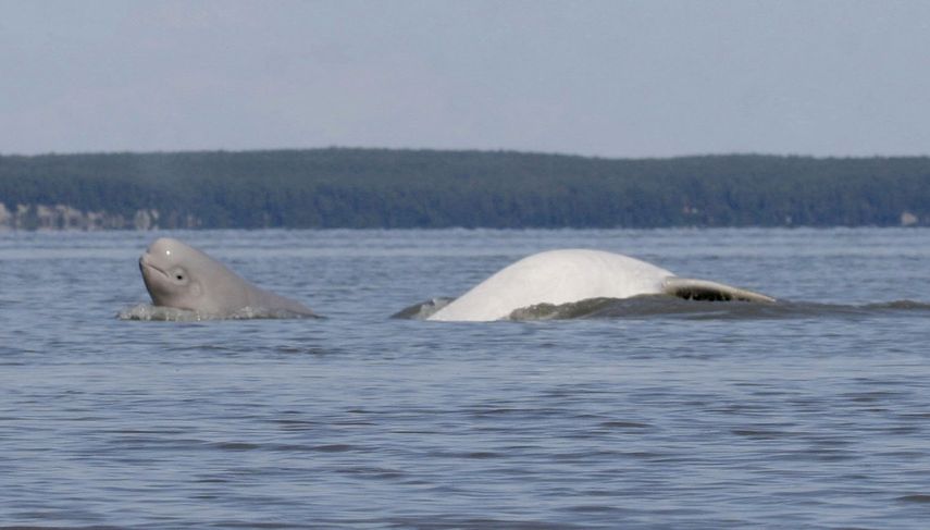 En esta imagen de agosto de 2009 cortesía del Departamento de Defensa, se ve a un ballenato de beluga y a un adulto de la misma especie cerca de Anchorage, Alaska.&nbsp;