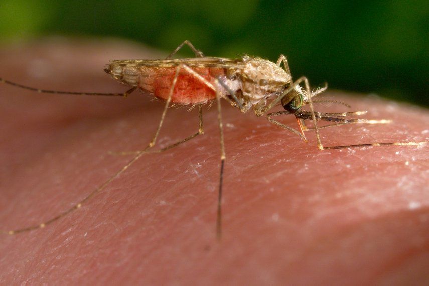 &nbsp;Esta fotografía de 2014 facilitada por los Centros para el Control y la Prevención de Enfermedades de EEUU muestra una hembra del mosquito Anopheles gambiae mientras se alimenta. Este insecto es un conocido transmisor del parásito causante de la malaria.&nbsp;&nbsp;