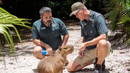 Una hembra de capibara, Iyari, con el personal del Zoológico de Palm Beach, Florida, el martes 25 de junio de 2024.&nbsp;