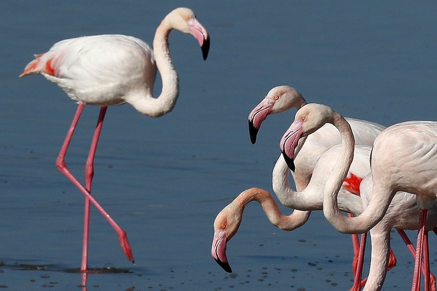Un grupo de flamencos cerca de Larnaca, Chipre, el 31 de enero del 2021.&nbsp;