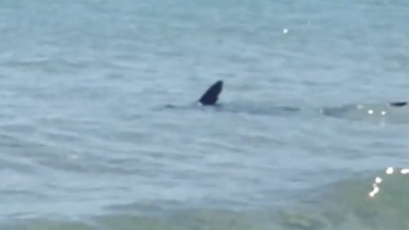 tiburon fue avistado en las orillas de la playa de dania beach
