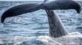Imagen referencial de la cola de una ballena.&nbsp;