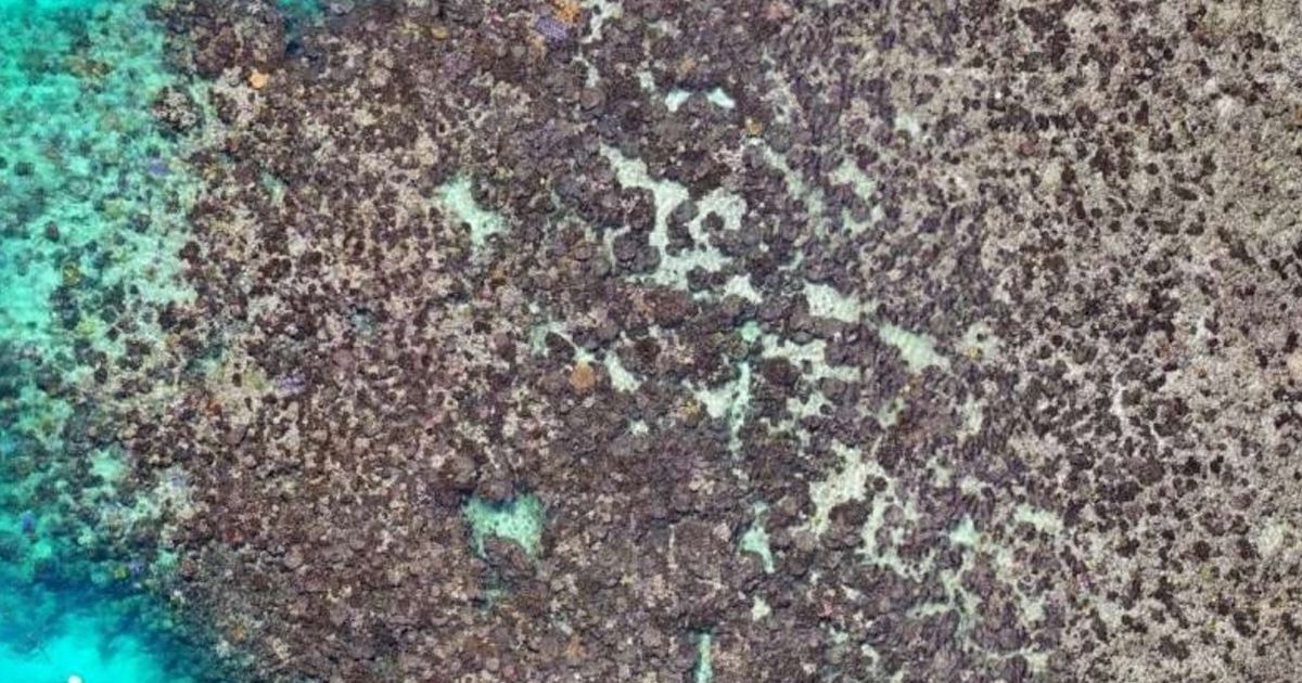 Muerte sin precedentes de corales en la Gran Barrera australiana