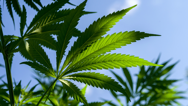 Destruyen 80.000 plantas de marihuana en Perú