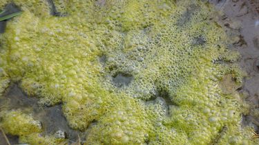 Este viernes el Cuerpo de Ingenieros del Ejército (USACE, en inglés) reanudó las descargas controladas del lago Okeechobee a ríos y estuarios de Florida para evitar su desbordamiento en esta época de lluvias y también posibles daños estructurales en el dique que rodea el lago.