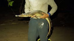 Una de las dos nuevas especies de cocodrilo.