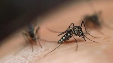 La alta temperatura puede propiciar la aparición  de mosquitos que transmiten enfermedades.
