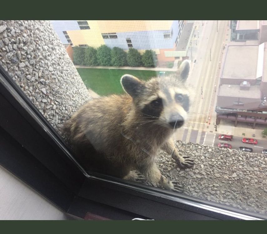 En el piso 23 los empleados de la torre fotografiaron al animal mientras dormía.&nbsp;