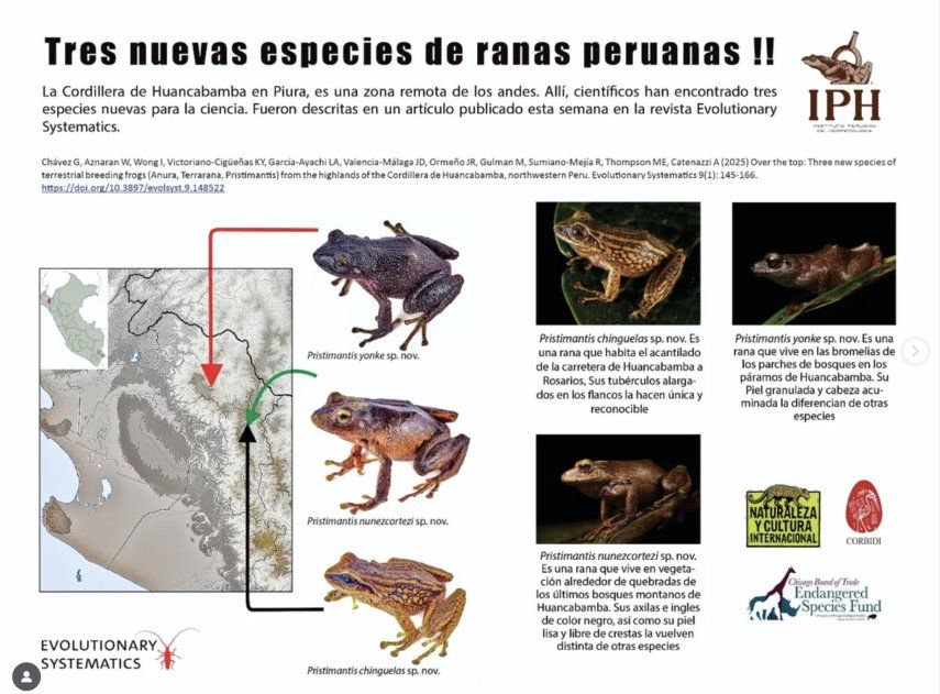 Tres nuevas especies de rana en Perú.