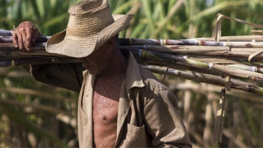 Régimen castrista le debe millones a los campesinos