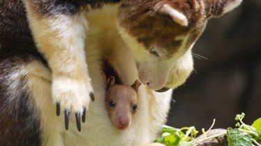Esta imagen, proporcionada por la organización Wildlife Conservation Society, muestra una cría de canguro arborícola que se deja ver por primera vez del marsupio de su madre, en el Zoológico del Bronx, en Nueva York, el jueves 18 de julio de 2024.&nbsp;