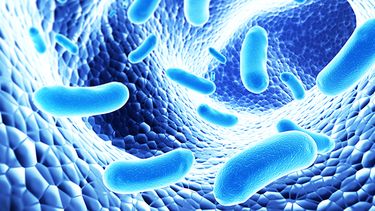 Los probiótico son una serie de microorganismos vivos que forman parte de las “especies” que habitan en nuestros intestinos. (INTERNET)