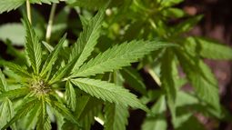 Marihuana de uso medicinal en Florida Marihuana de uso medicinal en Florida